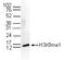 Histone H3 antibody, TA347190, Origene, Western Blot image 