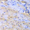 Cullin 2 antibody, 18-845, ProSci, Immunohistochemistry frozen image 