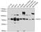 POZ/BTB And AT Hook Containing Zinc Finger 1 antibody, 13-398, ProSci, Western Blot image 