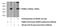 TNF Superfamily Member 11 antibody, 23408-1-AP, Proteintech Group, Western Blot image 