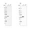 Arginase 1 antibody, NBP1-87455, Novus Biologicals, Western Blot image 