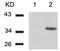 Cyclin Dependent Kinase 6 antibody, ab131469, Abcam, Western Blot image 