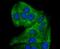 Glutamate-Cysteine Ligase Modifier Subunit antibody, NBP2-75502, Novus Biologicals, Immunofluorescence image 
