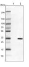 Mortality Factor 4 Like 1 antibody, NBP1-84937, Novus Biologicals, Western Blot image 