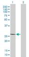 Mitochondrial Ribosomal Protein L22 antibody, H00029093-B01P, Novus Biologicals, Western Blot image 