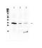 Homeobox B1 antibody, A04724-1, Boster Biological Technology, Western Blot image 