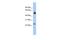 Serine And Arginine Rich Splicing Factor 7 antibody, PA5-44514, Invitrogen Antibodies, Western Blot image 