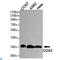 Caudal Type Homeobox 2 antibody, LS-C812916, Lifespan Biosciences, Western Blot image 