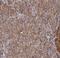 GRIP1 Associated Protein 1 antibody, NBP1-85103, Novus Biologicals, Immunohistochemistry frozen image 