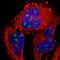 GATA Binding Protein 1 antibody, NBP1-84793, Novus Biologicals, Immunofluorescence image 