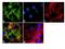 Eukaryotic Translation Initiation Factor 4E antibody, 44-528G, Invitrogen Antibodies, Immunofluorescence image 