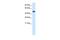 Pleiotropic Regulator 1 antibody, PA5-40639, Invitrogen Antibodies, Western Blot image 