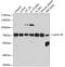 Lamin B1 antibody, GTX54288, GeneTex, Western Blot image 