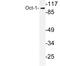 POU Class 2 Homeobox 1 antibody, LS-C176645, Lifespan Biosciences, Western Blot image 