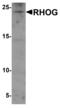 Ras Homolog Family Member G antibody, MBS153338, MyBioSource, Western Blot image 