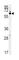 IKAROS Family Zinc Finger 3 antibody, abx032580, Abbexa, Western Blot image 