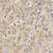 Eukaryotic Translation Initiation Factor 2 Alpha Kinase 2 antibody, 15-086, ProSci, Immunohistochemistry frozen image 