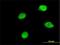 Bromodomain Containing 8 antibody, H00010902-M01, Novus Biologicals, Immunocytochemistry image 