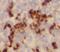 WDFY Family Member 4 antibody, FNab09480, FineTest, Immunohistochemistry paraffin image 