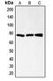 CD200 Receptor 1 antibody, MBS820423, MyBioSource, Western Blot image 