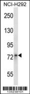 Striatin antibody, 57-573, ProSci, Western Blot image 