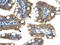 Cholinergic Receptor Nicotinic Alpha 1 Subunit antibody, 31-131, ProSci, Immunohistochemistry frozen image 