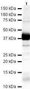 Par-6 Family Cell Polarity Regulator Alpha antibody, PA5-19770, Invitrogen Antibodies, Western Blot image 