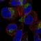 Solute Carrier Family 49 Member 4 antibody, NBP2-57469, Novus Biologicals, Immunocytochemistry image 
