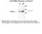 Gamma-Aminobutyric Acid Type A Receptor Beta1 Subunit antibody, 50-212, ProSci, Western Blot image 