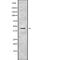 Serpin Family B Member 10 antibody, PA5-68325, Invitrogen Antibodies, Western Blot image 