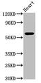 Prosaposin antibody, CSB-PA018836DA01HU, Cusabio, Western Blot image 