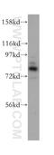 AFG3 Like Matrix AAA Peptidase Subunit 2 antibody, 14631-1-AP, Proteintech Group, Western Blot image 