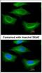 Tubulin Beta 2A Class IIa antibody, NBP2-15580, Novus Biologicals, Immunofluorescence image 