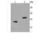 BCL2 Interacting Protein 3 antibody, A01469-2, Boster Biological Technology, Western Blot image 