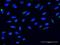 Nucleobindin 2 antibody, H00004925-M03, Novus Biologicals, Immunofluorescence image 