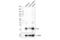 Proteolipid Protein 1 antibody, 85971S, Cell Signaling Technology, Western Blot image 
