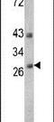 Endonuclease G antibody, PA5-13513, Invitrogen Antibodies, Western Blot image 