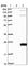 Transcription Elongation Factor A Like 9 antibody, HPA011790, Atlas Antibodies, Western Blot image 