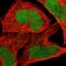 Junctophilin 1 antibody, HPA009413, Atlas Antibodies, Immunofluorescence image 