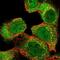 Solute Carrier Family 22 Member 23 antibody, NBP1-91154, Novus Biologicals, Immunofluorescence image 