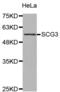 Secretogranin III antibody, abx004591, Abbexa, Western Blot image 