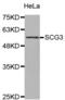 Secretogranin-3 antibody, abx004591, Abbexa, Western Blot image 