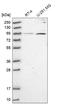 Rho GTPase Activating Protein 11A antibody, NBP1-93657, Novus Biologicals, Western Blot image 