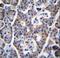 Tumor Protein P53 Inducible Nuclear Protein 1 antibody, LS-C160126, Lifespan Biosciences, Immunohistochemistry paraffin image 