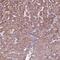 Cytochrome P450 Family 3 Subfamily A Member 43 antibody, NBP2-49482, Novus Biologicals, Immunohistochemistry paraffin image 