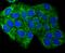 SET and MYND domain-containing protein 3 antibody, A02080-1, Boster Biological Technology, Immunocytochemistry image 