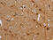 Fumarate Hydratase antibody, CSB-PA045962, Cusabio, Immunohistochemistry frozen image 