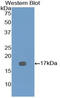 Bone Morphogenetic Protein 7 antibody, MBS2006305, MyBioSource, Western Blot image 