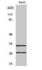 Cathepsin G antibody, A02689, Boster Biological Technology, Western Blot image 