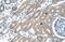 Cadherin 8 antibody, NBP1-59221, Novus Biologicals, Immunohistochemistry paraffin image 